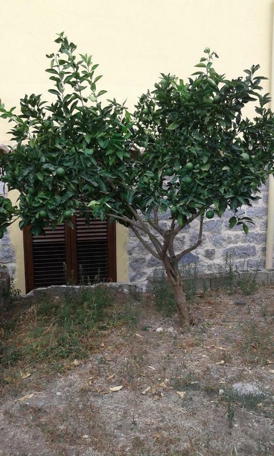 La Collina Dei Ciliegi Bed & Breakfast Sarule Exterior photo