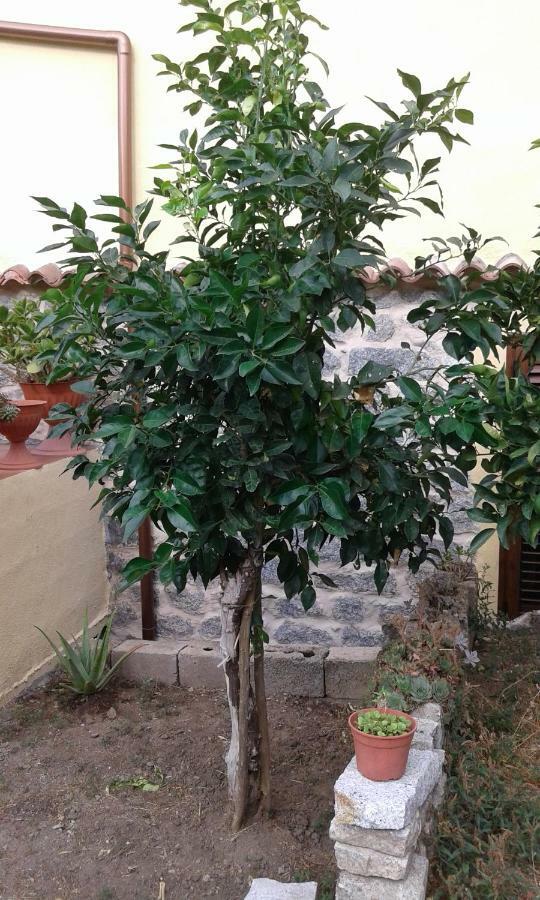 La Collina Dei Ciliegi Bed & Breakfast Sarule Exterior photo